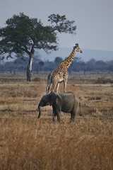 Elephant and giraffe