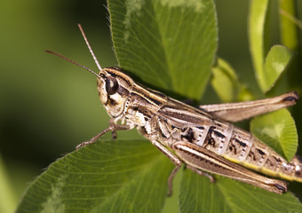 Big locust relaxing on a leaf