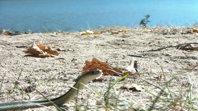 Snake Slithers Away - Sticks Tongue Out