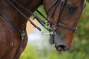 tête de cheval © ALAIN VERMEULEN