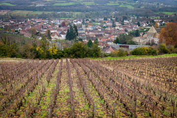 Fototapeta na wymiar Winnica krajobraz