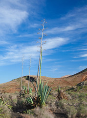 Obraz premium Agave americana