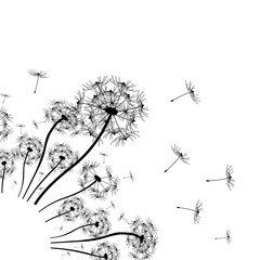 vector dandelion