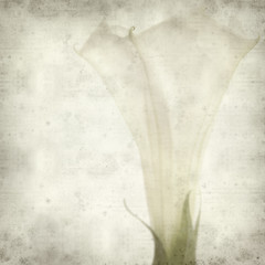 textured old paper background with datura flower