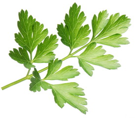 Parsley.