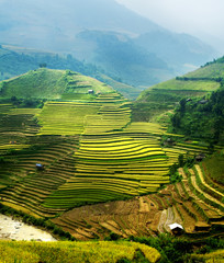 rice field on terraced in mountain. Terraced rice fields in Viet - obrazy, fototapety, plakaty