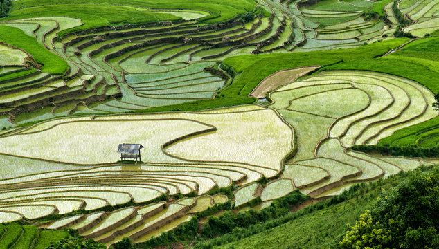 Rice filed of terraces , Yen bai, viet nam.