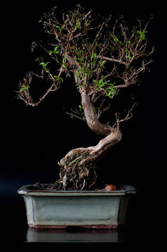 Bonsai tree on black background