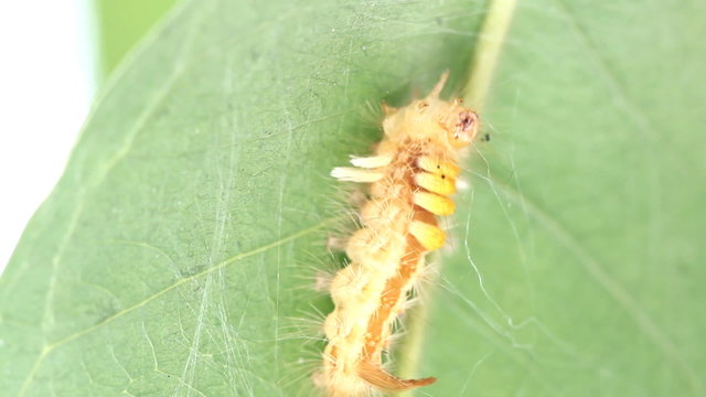 Hairly orange caterpillar moth spinning a web ( Olene mendosa)