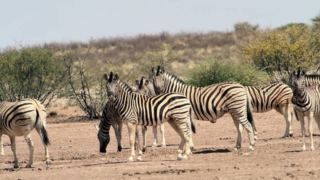 zebra kalahari