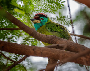 Bird, Blue-throated Barbet perched on a tree branch