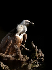 griffon vulture