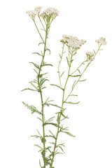 achillea millefolium