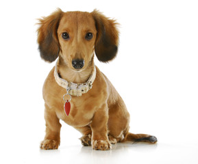 dog wearing collar and tag - Powered by Adobe