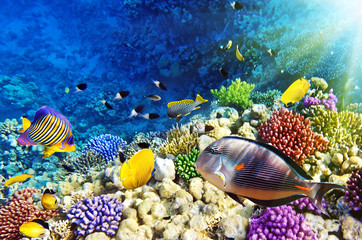 Obraz premium Coral and fish in the Red Sea.Egypt