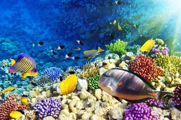 Schilderijen op glas Coral and fish in the Red Sea.Egypt © BRIAN_KINNEY