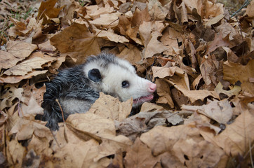 Opossum in leaves