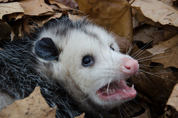Opossum in leaves