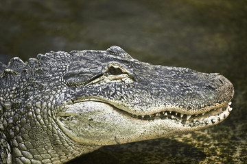 The muzzle of a crocodile