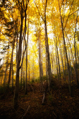 Fototapeta premium Beautiful autumn woods landscape