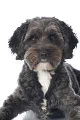 Mixed breed dog - Mischlingshund