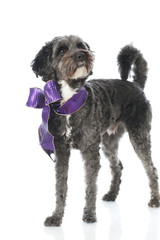 Dog with a loop - Hund mit Schleife