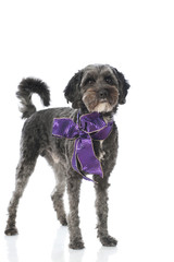 Dog with a loop - Hund mit Schleife