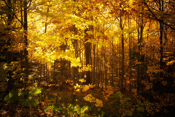 Fototapeta na wymiar Piękny jesienny krajobraz, lasy