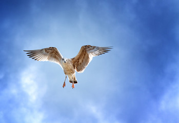 Möwe