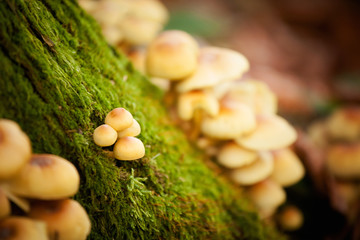 Woods mushrooms detail