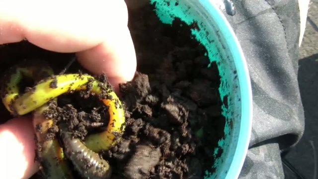 Grabbing Worms in Sun