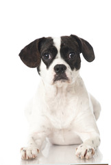 Mixed breed dog - Mischlingshund