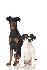 Two dogs - Zwei Hunde