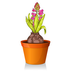 Vector spring hyacinth flower in ceramic pot