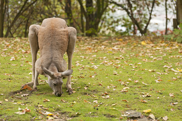 Red kangaroo