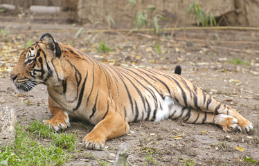 Tiger