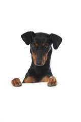 German pinscher dog - Deutscher Pinscher