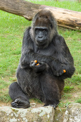 Gorilla eats a carrot