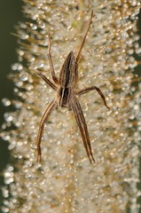 Ragno su spiga di rugiada