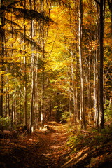 Obraz premium Beautiful autumn woods landscape