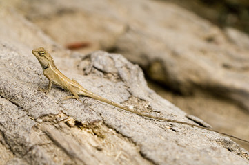 Longtailed Lizard