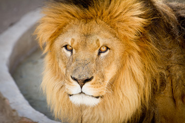 Obraz premium Lion the king