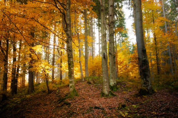 Fototapeta premium Beautiful autumn woods landscape