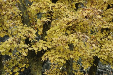 Maple tree with yellow leaves