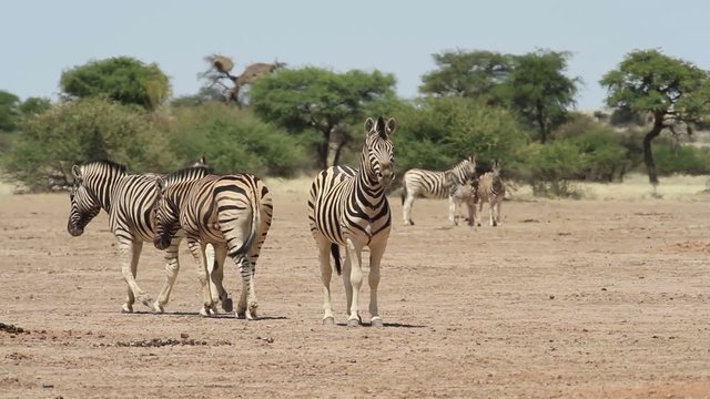 zebra kalahari 2