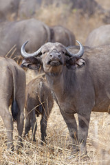 Obraz premium Wild African Buffalo
