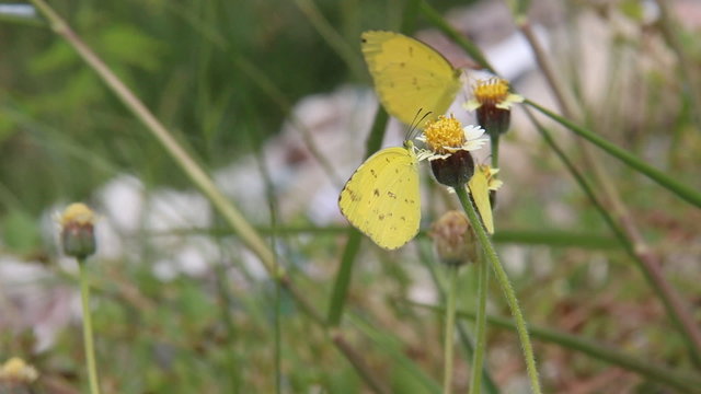 Small grass yellow (Eurema brigitta) butterfly feeding on flower