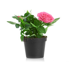 Bunch of pink roses in flowerpot.  isolated on white background