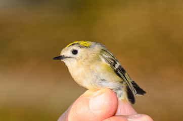 Regolo - Regulus regulus