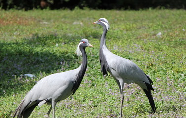 Two ash cranes